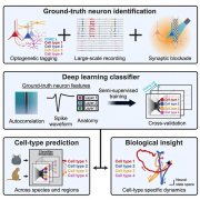AI工具助力揭示小