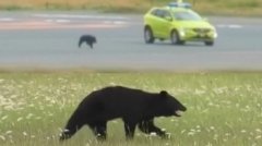 黑熊闯入日本机场